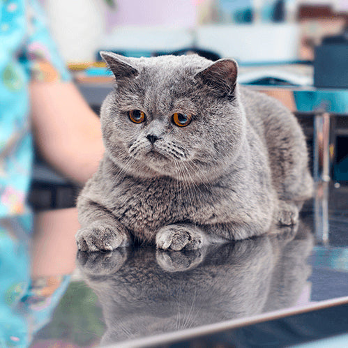 What To Do If Your Cat Ingests Drugs Or Chemicals